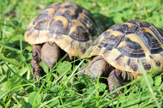 Hermann's tortoise  (Testudo hermanni boettgeri)