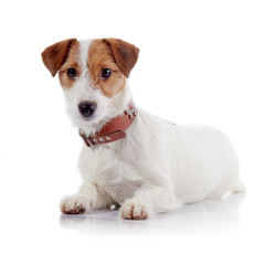 The small lovely doggie of breed a Jack Russell Terrier