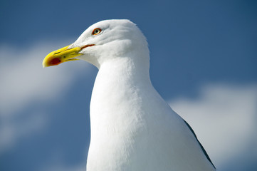 Möwe sieht weg