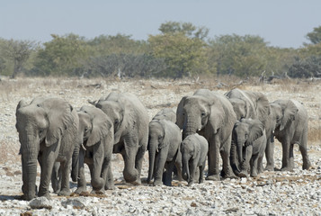 Elephants in Etosha National Park, Namibia, Africa.