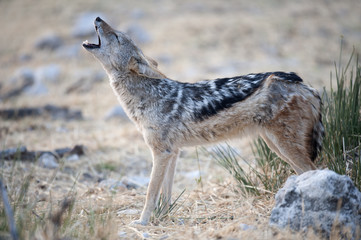 Africa Namibia , Etosha National Park Black backed Jackal howling.