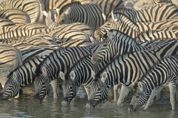 Fototapeta na wymiar Africa Namibia , Etosha National Park Zebra at a waterhole. animals, wildlife,