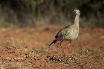 Red-legged Seriema at natural habitat