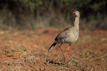 Red-legged Seriema at natural habitat