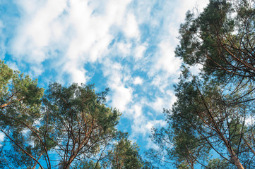 Obraz premium Looking up in pine forest tree to canopy