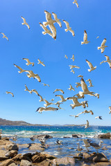 swarm of flying seagulls