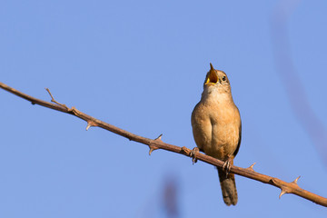 Southern House Wren resting on branch