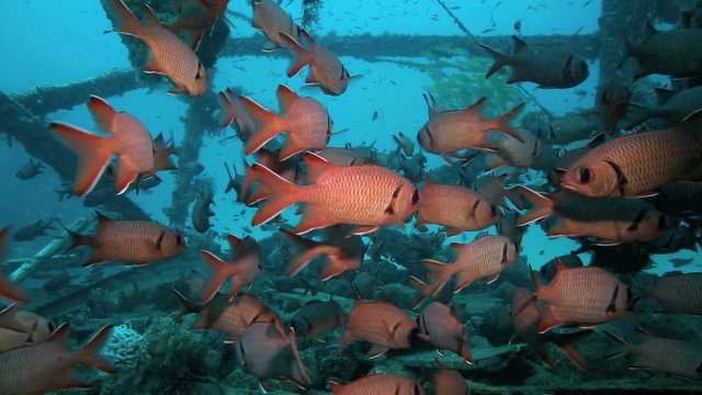 School of soldierfish and other coral reef fish inhabit an artificial reef at Mabul Island, Borneo