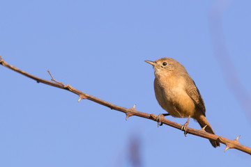 Southern House Wren resting on branch