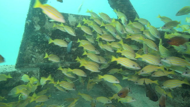 School of bigeye snapper swimming over coral reef at Mabul Island, Borneo 