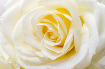 Beautiful white rose