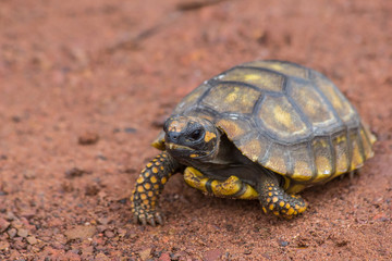 Little Yellow Footed Amazon Tortoise (Geochelone denticulata) in