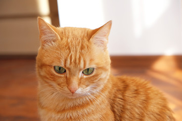 Ginger cat sitting at home on wooden background