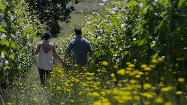 Camera racks into focus on a couple holds hands as they walk down a row in a Vineyard.