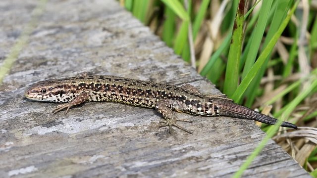 Close up of Common Lizard on a board walk