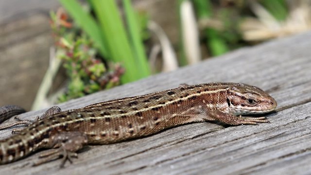 Close up of Common Lizard on a board walk