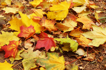 Naklejka na ściany i meble Colourful autumn leaves background, close up