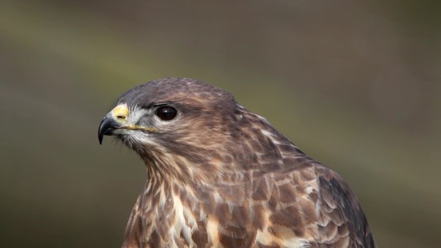 Buzzard Close Up