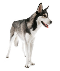 Fototapeta premium Siberian Husky, isolated on white