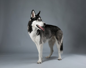 Young Husky on grey background