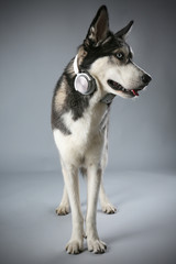 Young Husky in headphones on grey background