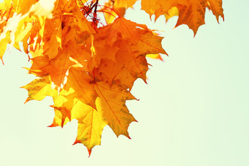 Golden autumn leaves on blue sky background, close up