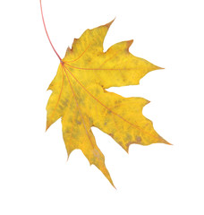 Autumn maple leaf, isolated on white