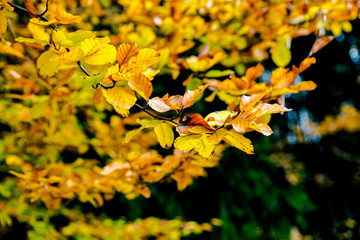 Bunte Blätter im Herbst