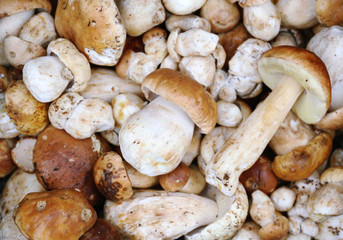 Cepe mushroom background