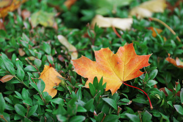 Yellow leaf on green bush closeup