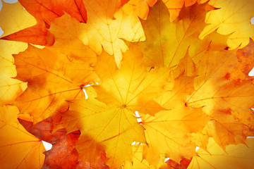 Autumn leaves, close-up