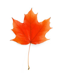 Maple leaf isolated on white