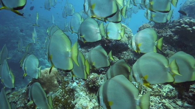 School of batfish swimming along coral reef wall at Sipadan Island, Borneo 
