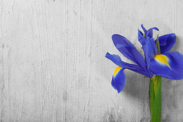Beautiful iris flower on white  wooden background, copy space
