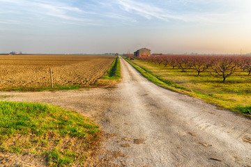 dirt road along dormant orchards in winter