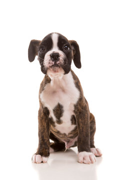 Beautiful Boxer Puppy