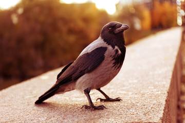 Crow in a park, closeup