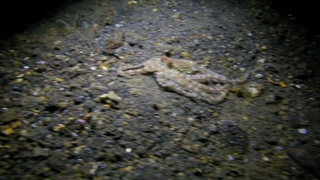 Mimic octopus moving across ocean floor at night, muck diving in Lembeh Strait, north Sulawesi 