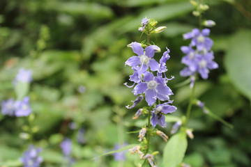 Purple wildflower, tall bellflower