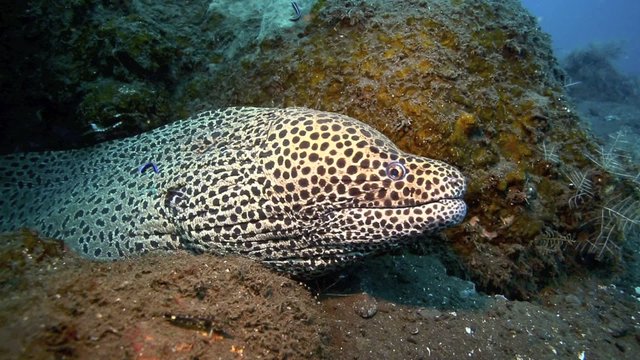 Giant black spotted moray eel underwater amongst coral reef in Tulamben, east Bali