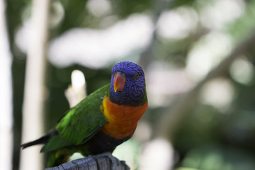 Rainbow Lorikeet