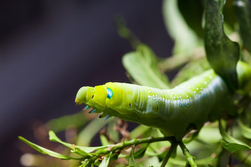 Daphnis nerii Caterpillar or oleander hawk-moth in bush and leaf close-up