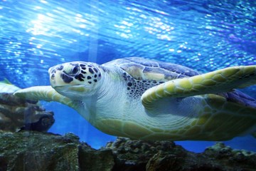 "Green Sea Turtle swimming . ...... .Save to a Lightbox ? .........  . . ... .Find Similar Images  .... .Share ? ..... ...Green Sea Turtle swimming"..