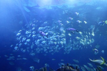 Fototapeta na wymiar Big indoor aquarium with selection of different marine animals ..
