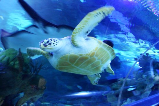 "Green Sea Turtle swimming . ...... .Save to a Lightbox ? .........  . . ... .Find Similar Images  .... .Share ? ..... ...Green Sea Turtle swimming"..