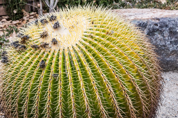 Golden Barrel cactus growing with a large rock and sand in the background.