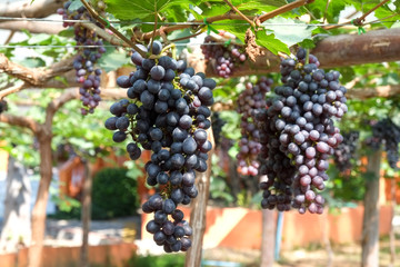 red wine grapes hang from a vine