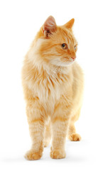 Obraz premium Fluffy red cat isolated on white background