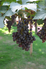 red wine grapes hang from a vine