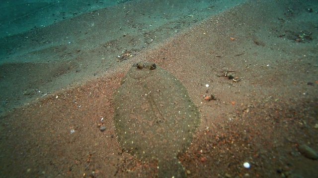 Flounder swimming over sand on ocean floor in Tulamben, east Bali 